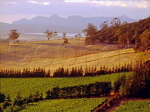 View over Freycinet vineyards with The Hazards    part of the Freycinet Peninsula and featured on   their labels  in the distance   Tasmania Australia   East Coast