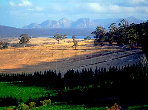 View over Freycinet vineyards with The Hazards    part of the Freycinet Peninsula and featured on   their labels  in the distance   Tasmania Australia   East Coast