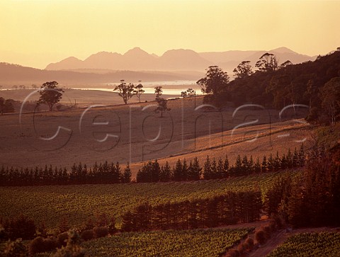 Sunrise over Freycinet Vineyard with The Hazards as featured on their labels on the Freycinet Peninsula in the distance   Bicheno Tasmania Australia East Coast