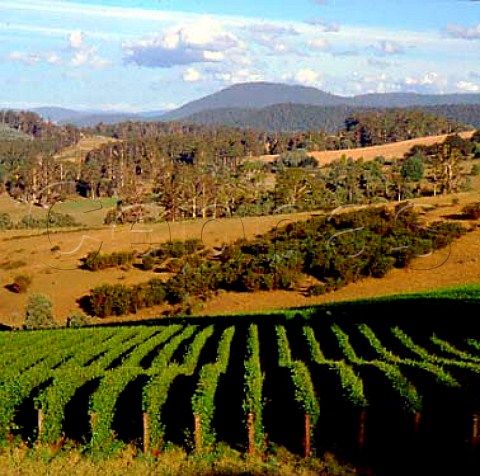 Clover Hill vineyards of Taltarni Pipers River   Tasmania Australia    Pipers River