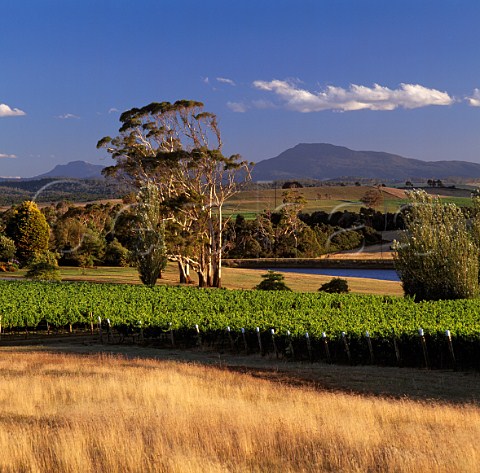 Jansz Vineyards of Yalumba with Mount Arthur in the   distance Pipers Brook Tasmania Australia      Pipers River