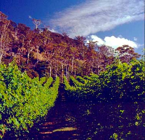 Vineyard of Rosevears Estate Rosevears Tasmania   Australia   Tamar Valley