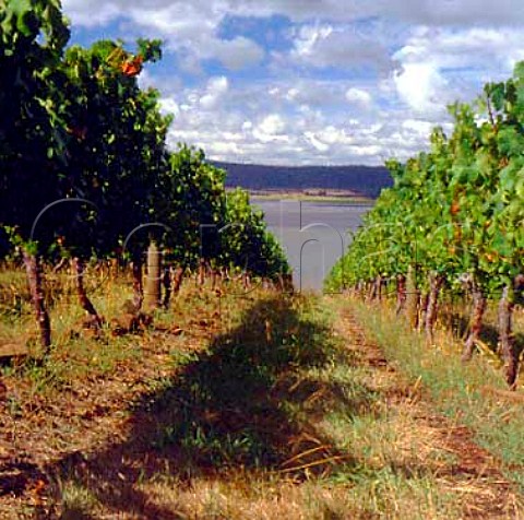 Vineyard of St Matthias owned by Moorilla Estate   above the Tamar River Rosevears Tasmania   Australia    Tamar Valley