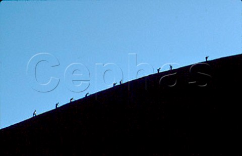 Tourists climbing Uluru Ayers Rock   Uluru  KataTjuta National Park    Northern Territory  Australia