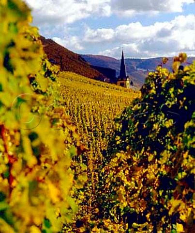 Schlossberg vineyard with Zeltingen church and the Sonnenuhr vineyard beyond Germany  Mosel