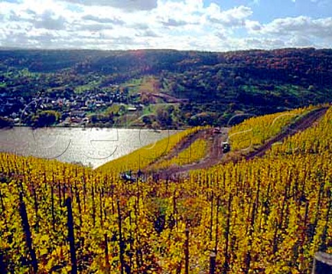 Zeltingen Schlossberg vineyard overlooking the Mosel river and Wehlen village Germany Mosel