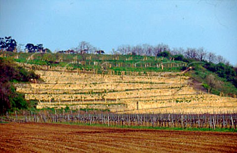 Terracing in Joiserberg vineyard of   Josef Umathum Burgenland Austria   Neusiedlersee