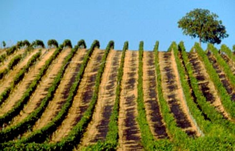 Hochberg vineyard Deutschkreuz   Burgenland Austria Sudburgenland