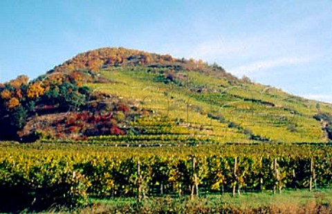 Loibenberg vineyard Unterloiben   Niedersterreich Austria Wachau