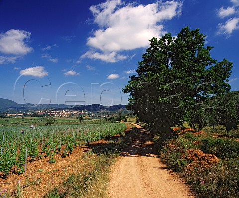 Tua Rita vineyard with town of Suvereto beyond   Tuscany Italy   Val di Cornia