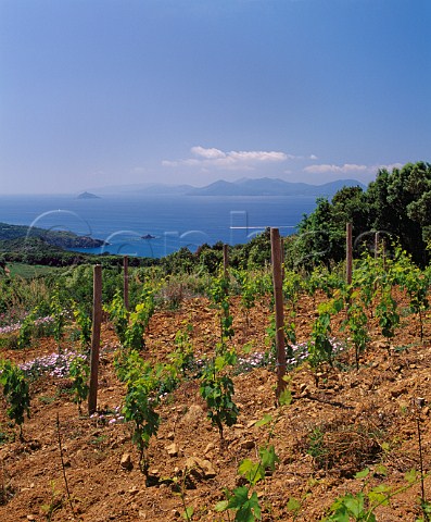 Vineyard of San Giusto di Pierluigi Bonti  above the Tyrrhenian Sea with the island of Elba in the distance Piombino Tuscany Italy     Val di Cornia
