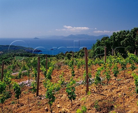Vineyard of San Giusto di Pierluigi Bonti  above the Tyrrhenian Sea with the island of Elba in the distance Piombino Tuscany Italy Val di Cornia