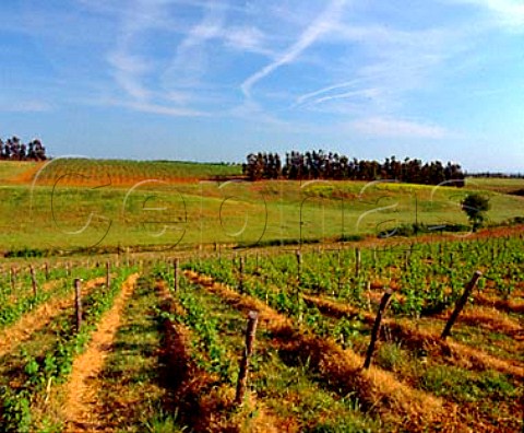 Petit Verdot vineyard with Cabernet Sauvignon beyond Castello del Terriccio   Castellina Marittima Tuscany Italy  Montescudio
