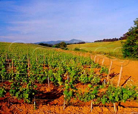 Cabernet Sauvignon vineyard of   Castello del Terriccio Castellina Marittima   Tuscany Italy      Montescudio