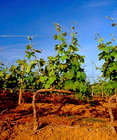 Syrah vines in vineyard of   Castello del Terriccio Castellina Marittima   Tuscany Italy      Montescudio