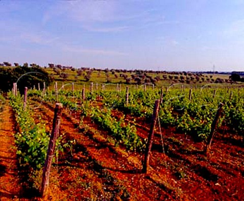 Petit Verdot vineyard of Castello del Terriccio   Castellina Marittima Tuscany Italy        Montescudio