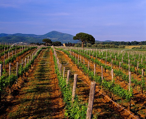 Con Vento vineyard Sauvignon Blanc of   Castello del Terriccio Castellina Marittima   Tuscany Italy      Montescudio