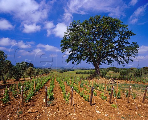 Old oak tree amidst Merlot vines in the Ginestraio vineyard of Ornellaia with the Tyrrhenian Sea in the distance  Bolgheri Tuscany Italy  Bolgheri
