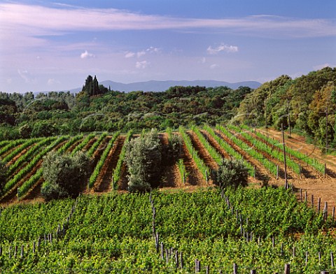 Cabernet Sauvignon near and Merlot vineyards of   Guidalberto on the estate of Tenuta San Guido   Bolgheri Tuscany Italy   Bolgheri