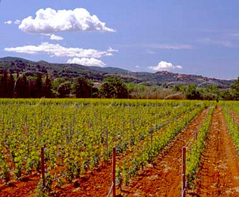 Vineyard of Ca Marcanda with the hilltop town of   Castagneto Carducci in the distance   Bolgheri Tuscany Italy    Bolgheri