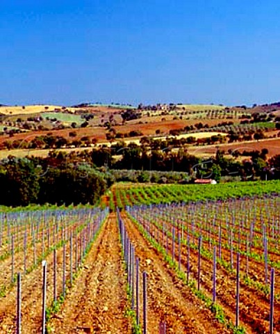 New vineyard on the Val delle Rose estate of Cecchi   near Grosseto Tuscany Italy   Morellino di Scansano