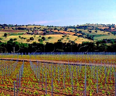 New vineyard on the Val delle Rose estate of Cecchi   near Grosseto Tuscany Italy   Morellino di Scansano
