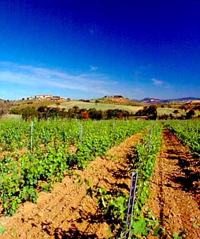 Vineyard on the Val delle Rose estate of Cecchi   near Grosseto Tuscany Italy   Morellino di Scansano