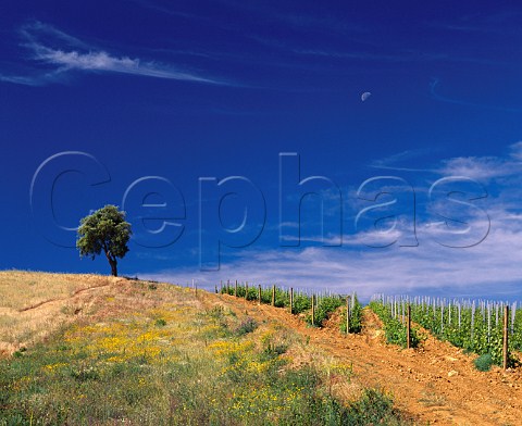 Vineyard and tree with moon on the Val delle Rose estate of Cecchi Grosseto Tuscany Italy   Morellino di Scansano