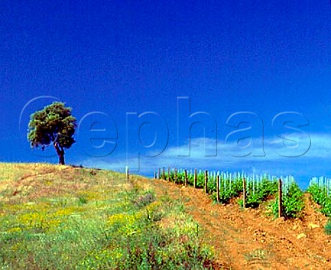 Vineyard and tree on the Val delle Rose estate of   Cecchi near Grosseto Tuscany Italy   Morellino di Scansano