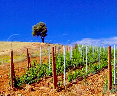 Vineyard and tree on the Val delle Rose estate of   Cecchi near Grosseto Tuscany Italy   Morellino di Scansano