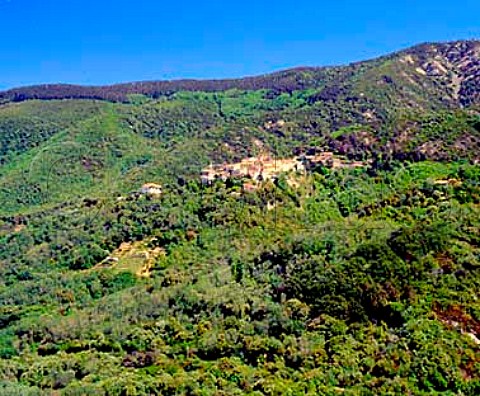 Small terraced vineyard below Poggio near Marciana    on the island of Elba Tuscany Italy