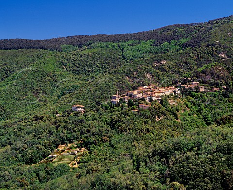 Small terraced vineyard below the village of Poggio on a forested hillside near Marciana on the island of Elba Tuscany Italy
