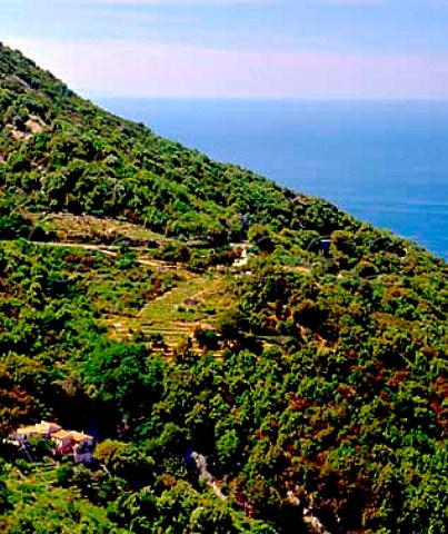 Small terraced vineyard above the coast near    Marciana Marina on the island of Elba   Tuscany Italy