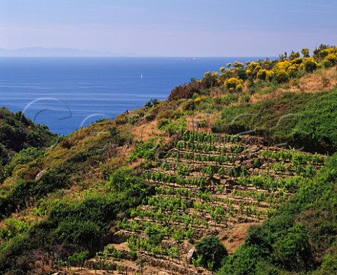 Small terraced vineyard above the coast near Colle dOrano on the island of Elba with Corsica in the distance Tuscany Italy