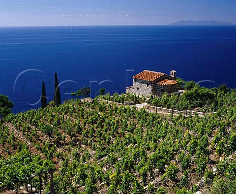 Small villa and vineyard above the coast near Colle dOrano on the island of Elba with Corsica visible in the distance Tuscany Italy