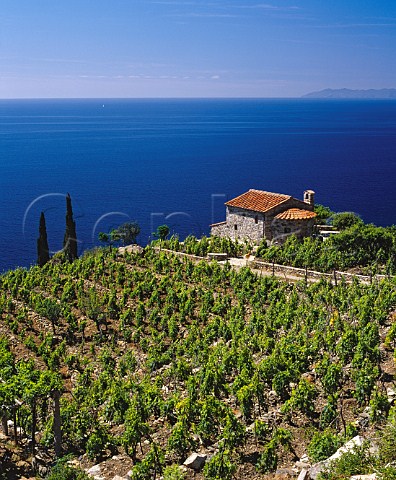 Small villa and vineyard above the coast near Colle dOrano on the island of Elba   Corsica visible in the distance Tuscany Italy