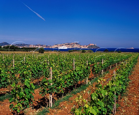 Vineyard of Tenuta La Chiusa on the coast opposite the port of Portoferrio Island of Elba Tuscany Italy
