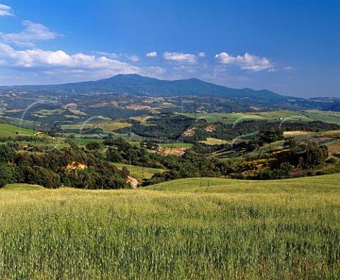 Barley field and vineyards near Castelnuovo dellAbate with Monte Amiata in the distance   Tuscany Italy  Brunello di Montalcino