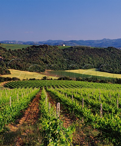 Vigna di Pianrosso of Tenuta Ciacci Piccolomini dAragona Near Castelnuovo dellAbate Tuscany Italy              Brunello di Montalcino