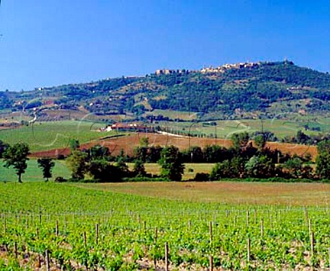 Val di Suga winery and vineyards below the hilltop town of Montalcino Tuscany Italy   Brunello di Montalcino