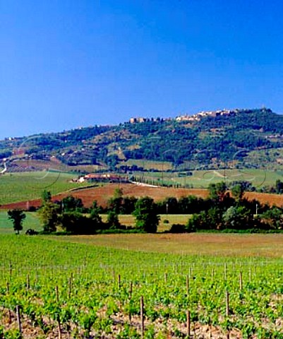 Val di Suga winery and vineyards below the hilltop   town of Montalcino Tuscany Italy   Brunello di Montalcino