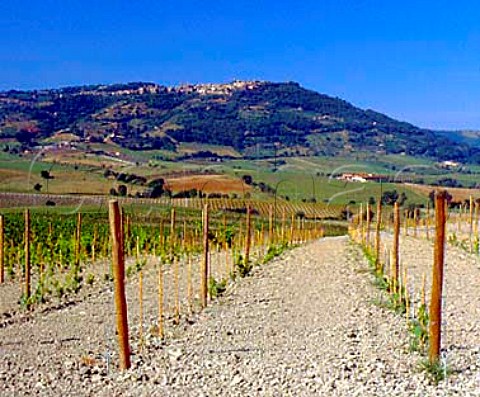 New vineyard of Podere San Carlo with beyond   Val di Suga winery and the hilltop town of   Montalcino Tuscany Italy  Brunello di Montalcino