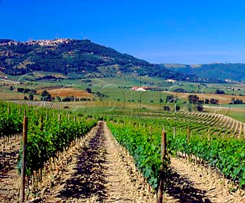 Vineyard of Podere San Carlo with beyond   Val di Suga winery and the hilltop town of   Montalcino Tuscany Italy  Brunello di Montalcino