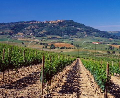Vineyard of Podere San Carlo with beyond  the Val di Suga winery and hilltop town of  Montalcino Tuscany Italy  Brunello di Montalcino