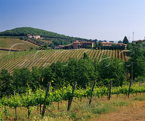 Pertimali winery and vineyard viewed from vineyard   of Cerbaie on the hill of Montosoli   Montalcino Tuscany Italy Brunello di Montalcino