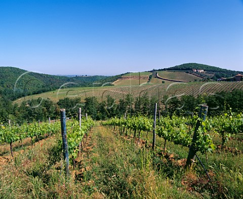 Vineyard of Cerbaie on the hill of Montosoli   Montalcino Tuscany Italy     Brunello di Montalcino