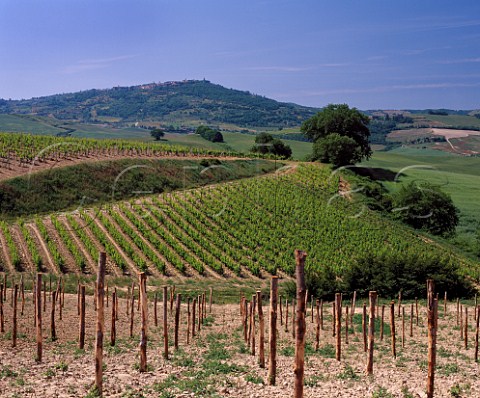 Vineyards of Altesino with the hilltop town of   Montalcino beyond Tuscany Italy   Brunello di Montalcino