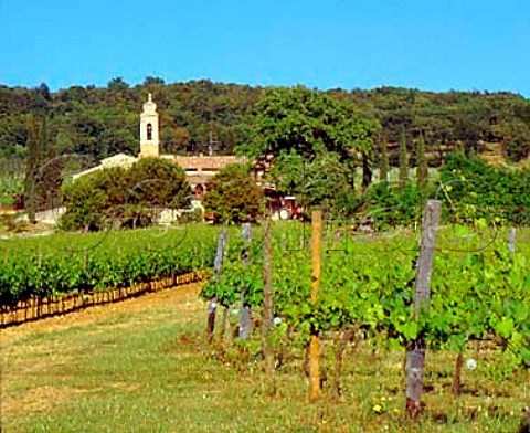 Sangiovese vineyards of Pieve Santa Restituta by   its old church Chiesa di Santa Restituta   Near Montalcino Tuscany Italy  Brunello di Montalcino