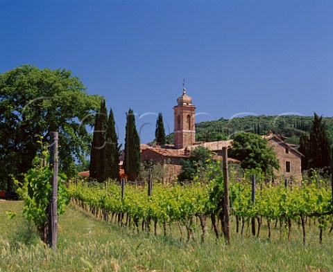Sangiovese vineyard of Pieve Santa Restituta by   its old church Chiesa di Santa Restituta   Near Montalcino Tuscany Italy  Brunello di Montalcino