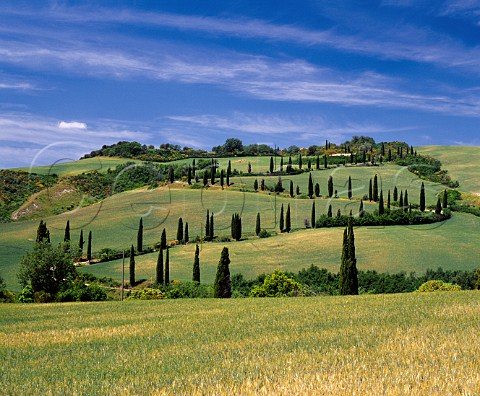 Twisty road lined with cypress trees through barley   field near Chianciano Terme Tuscany Italy